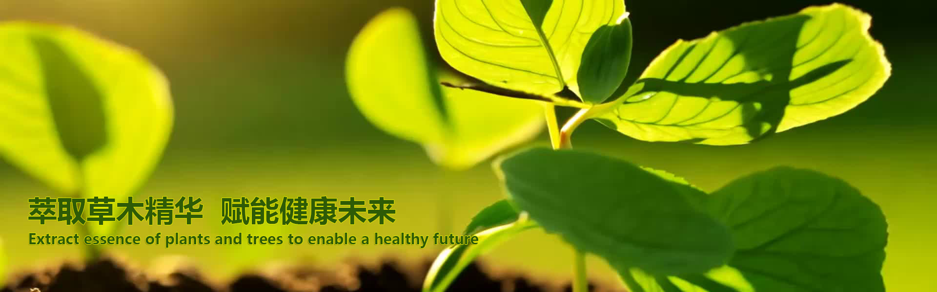 公司介绍